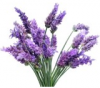 LAVANDA