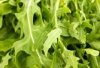 RUCOLA