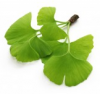 GINKGO BILOBA