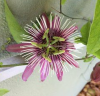 PASSIFLORA