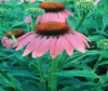 ECHINACEA