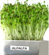 ALFALFA (ERBA MEDICA)