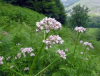 VALERIANA