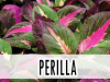 PERILLA