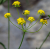 BUPLEURUM FALCATUM